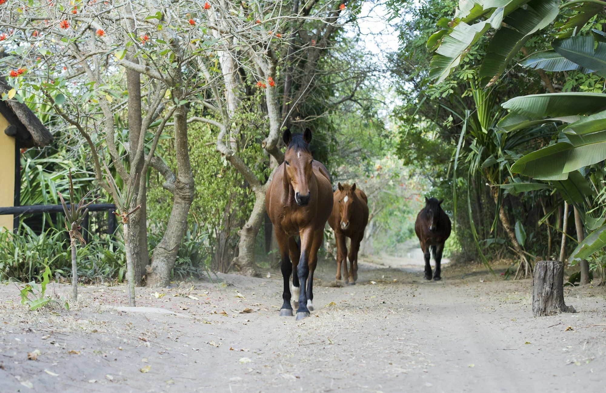 Вілла We Bushcamp & Horse Safaris Глуглуве Екстер'єр фото