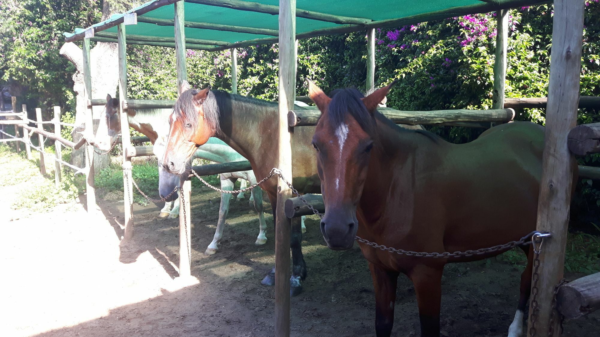 Вілла We Bushcamp & Horse Safaris Глуглуве Екстер'єр фото
